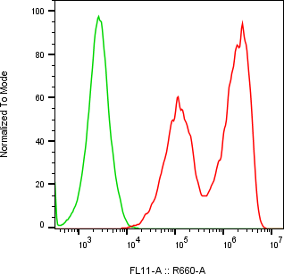 Rabbit-anti ORM2 monoclonal antibody