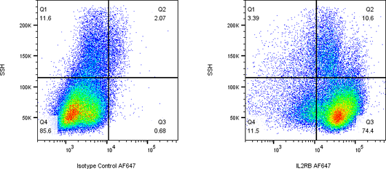 Rabbit-anti IL2RB monoclonal antibody