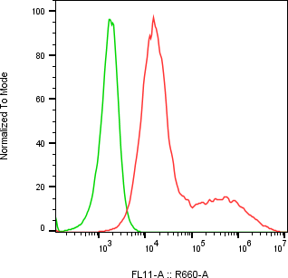 Rabbit-anti SERPINA5 monoclonal antibody