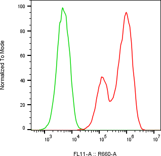 Rabbit-anti sclerostin monoclonal antibody