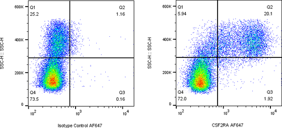 Rabbit-anti CSF2RA monoclonal antibody