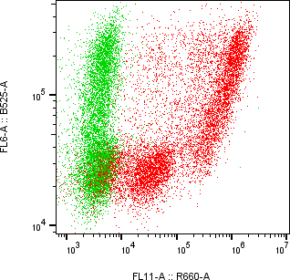 Rabbit-anti AMY2A monoclonal antibody