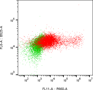 Rabbit-anti KIRREL1 monoclonal antibody