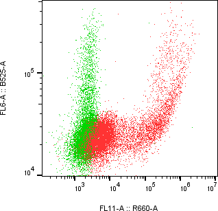 Rabbit-anti AMTN monoclonal antibody
