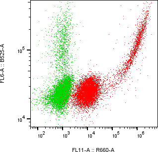 Rabbit-anti CEACAM1 monoclonal antibody