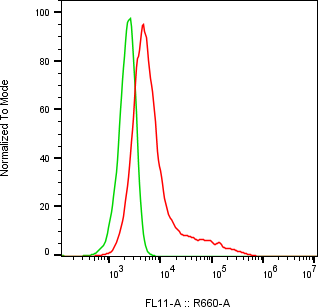 Rabbit-anti AMTN monoclonal antibody