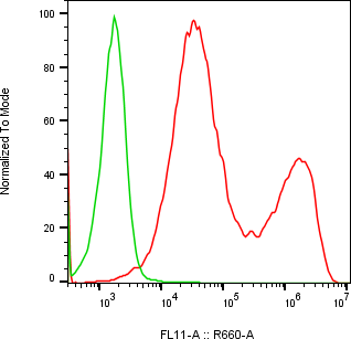 Rabbit-anti JAM3 monoclonal antibody