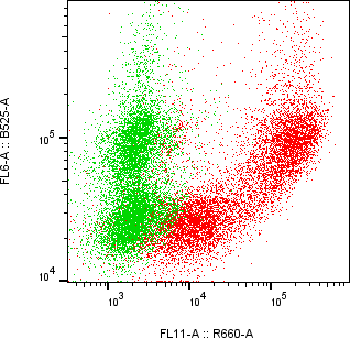 Rabbit-anti CST5 monoclonal antibody