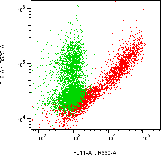 Rabbit-anti CFHR5 monoclonal antibody