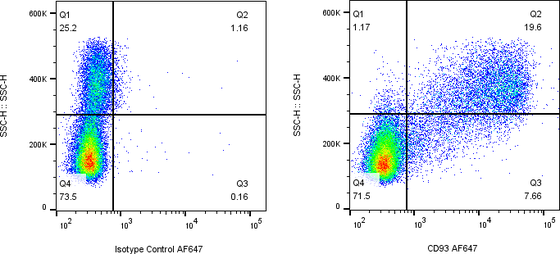 Rabbit-anti CD93 monoclonal antibody