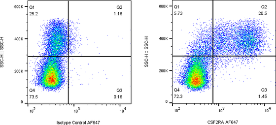 Rabbit-anti CSF2RA monoclonal antibody