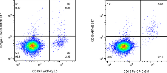 Rabbit-anti CD40 monoclonal antibody
