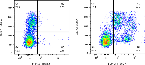 Rabbit-anti CD244 monoclonal antibody