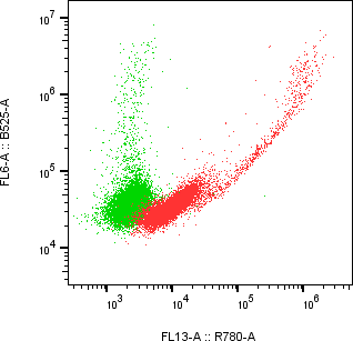 Rabbit-anti KIRREL1 monoclonal antibody