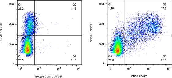 Rabbit-anti CD93 monoclonal antibody