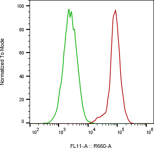 Rabbit-anti NCSTN monoclonal antibody