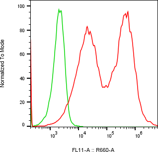 Rabbit-anti AFM monoclonal antibody