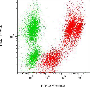 Rabbit-anti CBLN4 monoclonal antibody